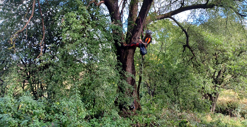 Arboricultural surveys have also been carried out University Hospital Monklands