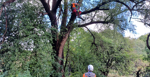 Tree surveys have been carried out Monklands Hospital Horizons Project