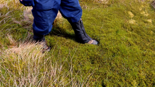 Feet standing in a peatland bog