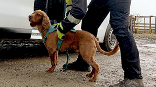 Sniffer dog Milo with his handler is specially trained to detect hidden leaks in rural areas
