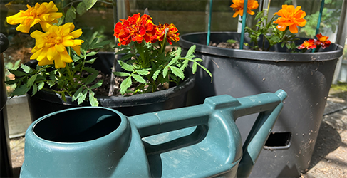yellow, red and orange flowers in pots with a green watering can