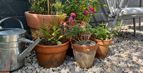 four flower pots with flowering and leafy plants sitting with silver watering can in a garden