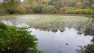The Dirty Dam is part of the Milngavie Reservoirs site Milngavie Dirty Dam