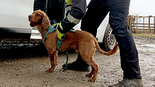 Dog Detective Milo Sniffer dog Milo with his handler is specially trained to detect hidden leaks in rural areas