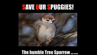Tree Sparrow Video