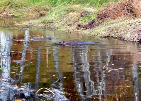 Beavers swimming