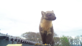 A pine marten on a Scottish Water site