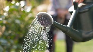 Green watering can pouring water. Greenery can be seen blurred in the background.